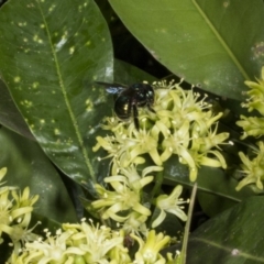 Xylocopa (Lestis) aerata at Acton, ACT - 22 Mar 2018