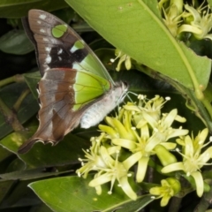 Graphium macleayanum (Macleay's Swallowtail) at ANBG - 22 Mar 2018 by DerekC