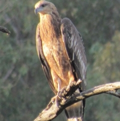 Haliaeetus leucogaster (White-bellied Sea-Eagle) at Stony Creek - 11 Mar 2018 by KumikoCallaway