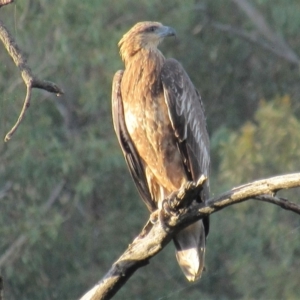 Haliaeetus leucogaster at Stromlo, ACT - 12 Mar 2018