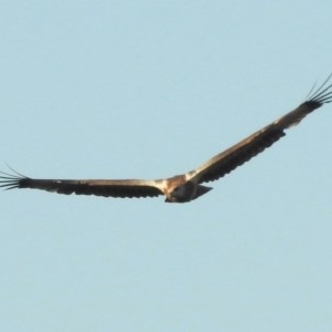 Haliaeetus leucogaster at Stromlo, ACT - 12 Mar 2018