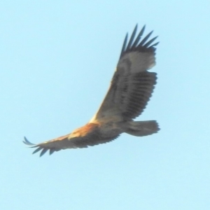 Haliaeetus leucogaster at Stromlo, ACT - 12 Mar 2018