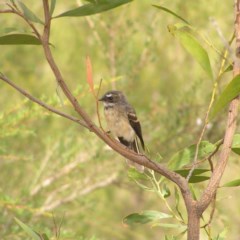 Rhipidura albiscapa (Grey Fantail) at Kambah, ACT - 21 Mar 2018 by MatthewFrawley