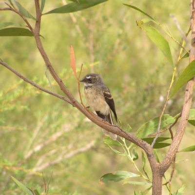 Rhipidura albiscapa (Grey Fantail) at Kambah, ACT - 21 Mar 2018 by MatthewFrawley