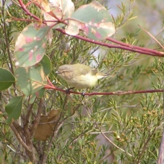 Smicrornis brevirostris (Weebill) at Kambah, ACT - 21 Mar 2018 by MatthewFrawley