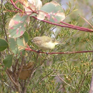 Smicrornis brevirostris at Kambah, ACT - 21 Mar 2018 03:24 PM