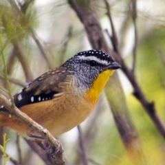 Pardalotus punctatus (Spotted Pardalote) at Kambah, ACT - 21 Mar 2018 by MatthewFrawley