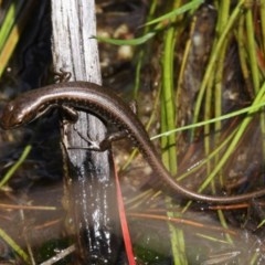 Eulamprus tympanum (Southern Water Skink) at Cotter River, ACT - 17 Mar 2018 by HarveyPerkins