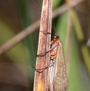 Trichoptera (order) at Cotter River, ACT - 17 Mar 2018