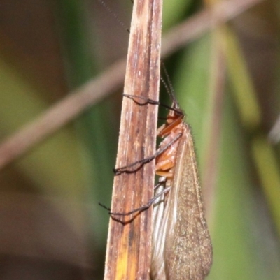 Trichoptera sp. (order) (Unidentified Caddisfly) at Namadgi National Park - 17 Mar 2018 by HarveyPerkins