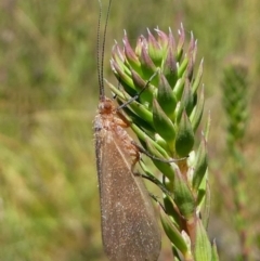 Trichoptera (order) at Cotter River, ACT - 17 Mar 2018