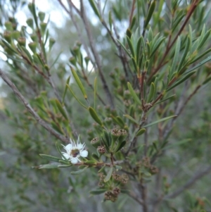 Kunzea ericoides at Tennent, ACT - 8 Mar 2018 07:08 PM