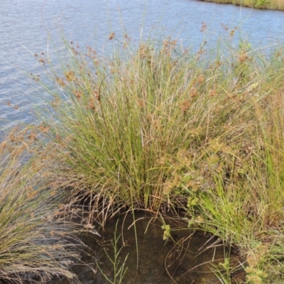 Cyperus gunnii subsp. gunnii (Flecked Flat-Sedge) at Weston Creek, ACT - 12 Feb 2018 by michaelb