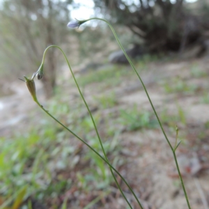 Wahlenbergia multicaulis at Tennent, ACT - 8 Mar 2018