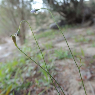 Wahlenbergia multicaulis (Tadgell's Bluebell) at Tennent, ACT - 8 Mar 2018 by MichaelBedingfield