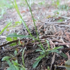 Wahlenbergia multicaulis at Tennent, ACT - 8 Mar 2018 07:45 PM