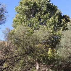 Populus deltoides (Eastern Cottonwood) at Gigerline Nature Reserve - 8 Mar 2018 by michaelb