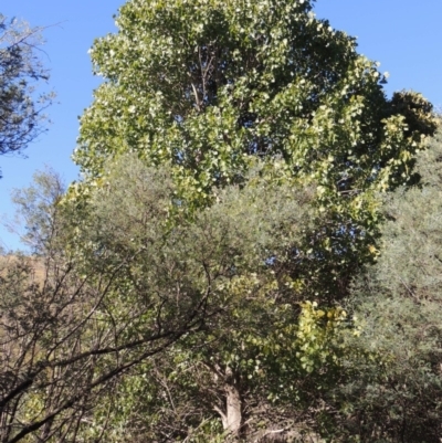 Populus deltoides (Eastern Cottonwood) at Tennent, ACT - 8 Mar 2018 by michaelb