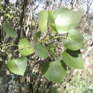 Populus deltoides at Tennent, ACT - 8 Mar 2018