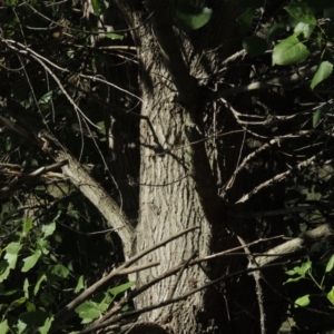 Populus deltoides at Tennent, ACT - 8 Mar 2018 05:43 PM