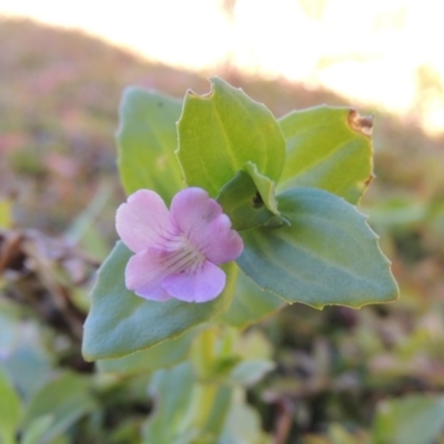 Gratiola peruviana (Australian Brooklime) at Tennent, ACT - 8 Mar 2018 by MichaelBedingfield