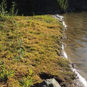 Ludwigia palustris at Tennent, ACT - 8 Mar 2018