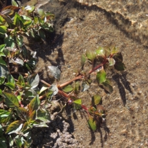 Ludwigia palustris at Tennent, ACT - 8 Mar 2018