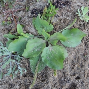 Plantago major at Tennent, ACT - 8 Mar 2018 07:15 PM