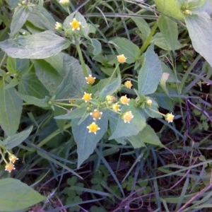 Galinsoga parviflora at Symonston, ACT - 23 Mar 2012