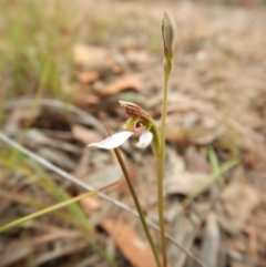 Eriochilus cucullatus (Parson's Bands) at Mount Painter - 22 Mar 2018 by CathB