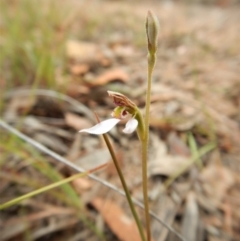 Eriochilus cucullatus (Parson's Bands) at Cook, ACT - 22 Mar 2018 by CathB