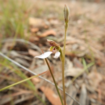 Eriochilus cucullatus (Parson's Bands) at Cook, ACT - 22 Mar 2018 by CathB