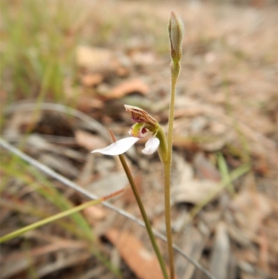 Eriochilus cucullatus (Parson's Bands) at Mount Painter - 22 Mar 2018 by CathB