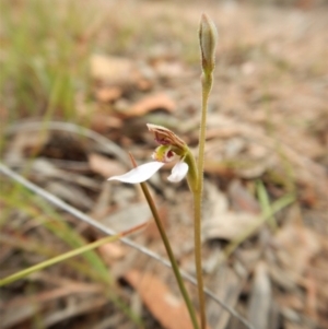 Eriochilus cucullatus at Cook, ACT - 23 Mar 2018