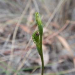 Speculantha rubescens (Blushing Tiny Greenhood) at Cook, ACT - 22 Mar 2018 by CathB