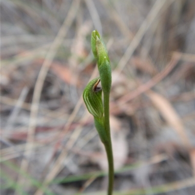 Speculantha rubescens (Blushing Tiny Greenhood) at Mount Painter - 22 Mar 2018 by CathB