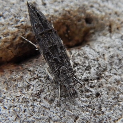 Trachydora capnopa (A Cosmet moth) at Cook, ACT - 22 Mar 2018 by CathB