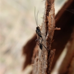 Ichneumonidae (family) (Unidentified ichneumon wasp) at Mount Painter - 22 Mar 2018 by CathB