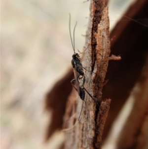 Ichneumonidae (family) at Cook, ACT - 23 Mar 2018