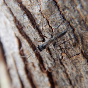 Ichneumonidae (family) at Cook, ACT - 23 Mar 2018