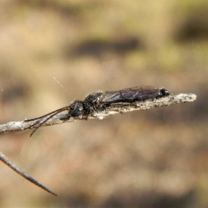 Tiphiidae (family) at Cook, ACT - 22 Mar 2018 05:42 PM