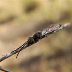 Tiphiidae (family) at Cook, ACT - 22 Mar 2018 05:42 PM