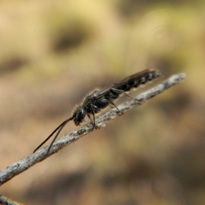 Tiphiidae (family) at Cook, ACT - 22 Mar 2018 05:42 PM