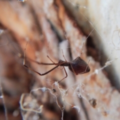 Argyrodes sp. (genus) (Dew-drop spider) at Belconnen, ACT - 15 Mar 2018 by CathB