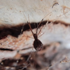 Argyrodes sp. (genus) at Belconnen, ACT - 15 Mar 2018