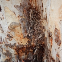 Argyrodes sp. (genus) at Belconnen, ACT - 15 Mar 2018