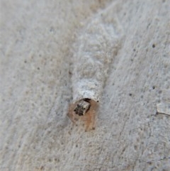 Arasia mollicoma (Flat-white Jumping Spider) at Belconnen, ACT - 16 Mar 2018 by CathB