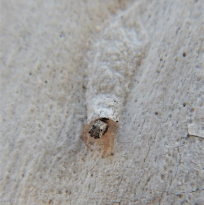 Arasia mollicoma (Flat-white Jumping Spider) at Aranda Bushland - 16 Mar 2018 by CathB