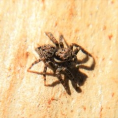 Servaea sp. (genus) (Unidentified Servaea jumping spider) at Aranda Bushland - 16 Mar 2018 by CathB