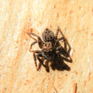 Servaea sp. (genus) at Aranda Bushland - 17 Mar 2018 09:03 AM